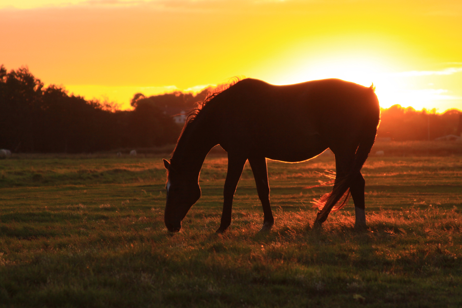 horse at sunset