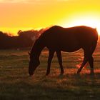 horse at sunset