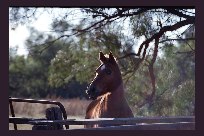 Horse at sunset waiting