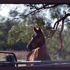 Horse at sunset waiting