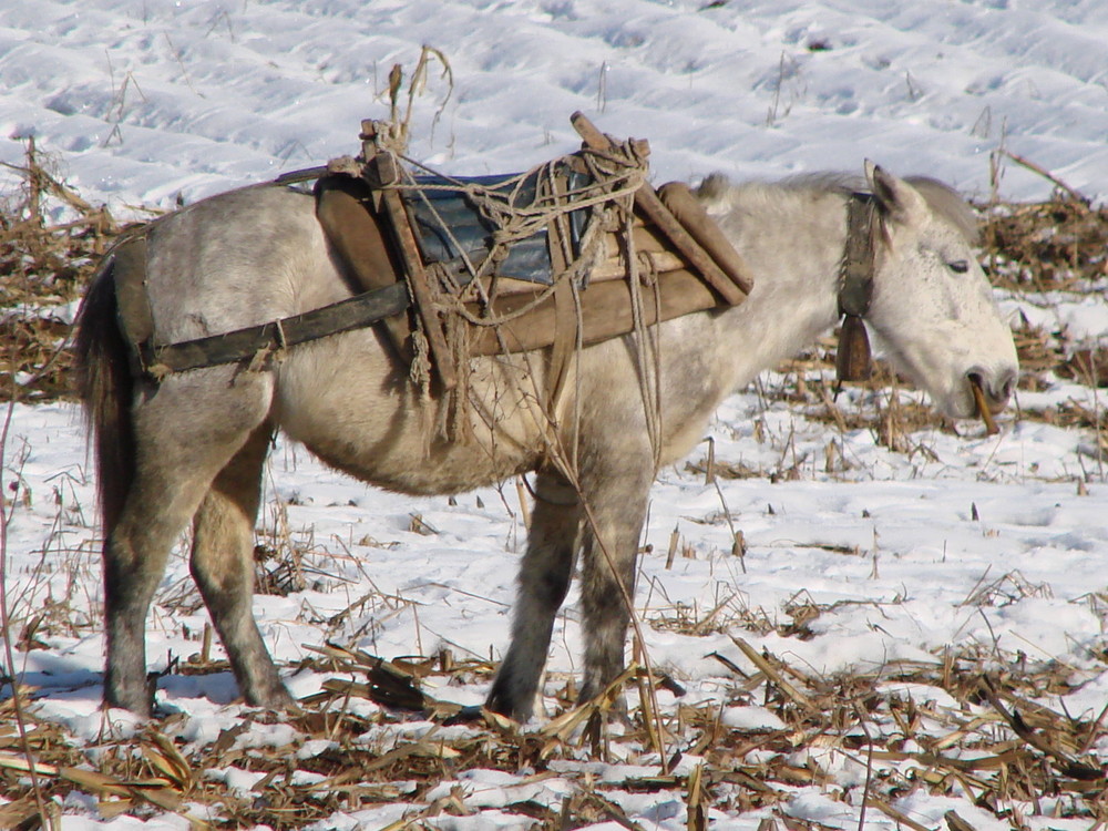 Horse at work