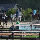 horse-breeding-and-show