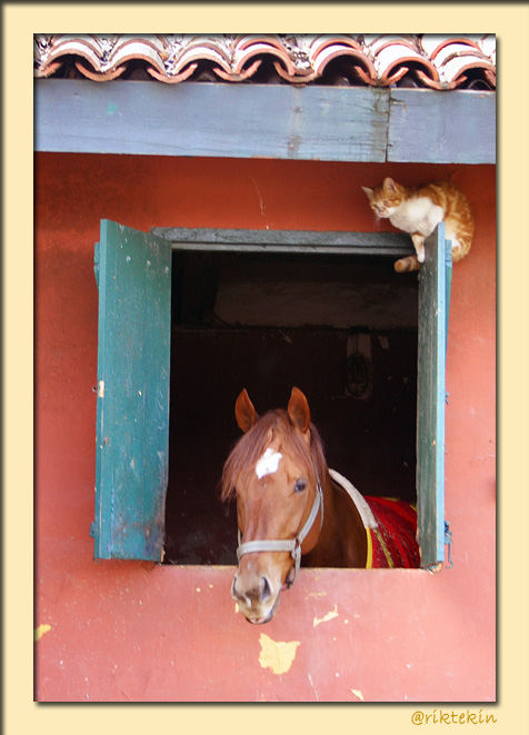 HORSE & CAT