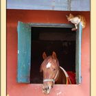 HORSE & CAT