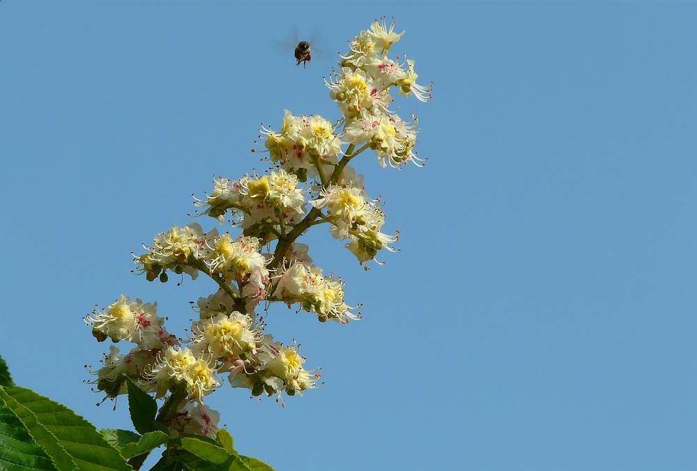 Horse-chestnut