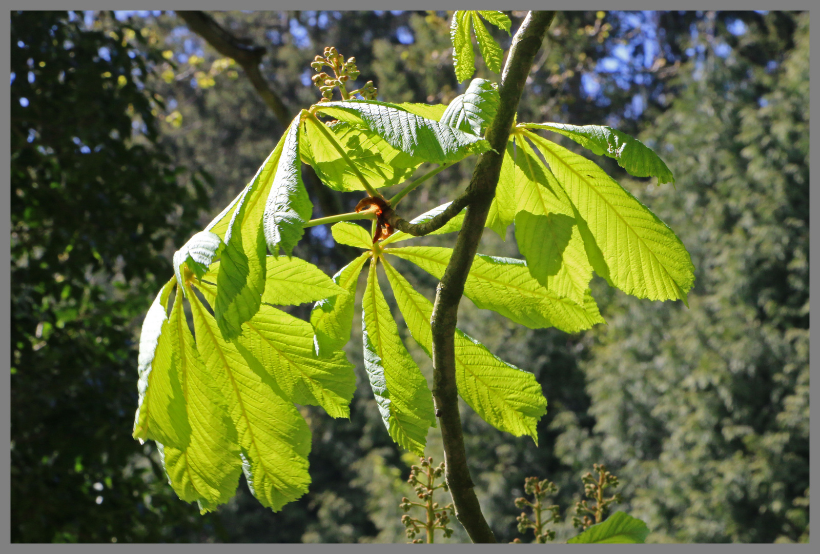 horse chestnut leaves at whitfield northumberland