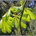 horse chestnut leaves at whitfield northumberland