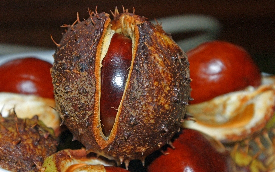 Horse Chestnuts (Conkers)