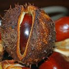 Horse Chestnuts (Conkers)