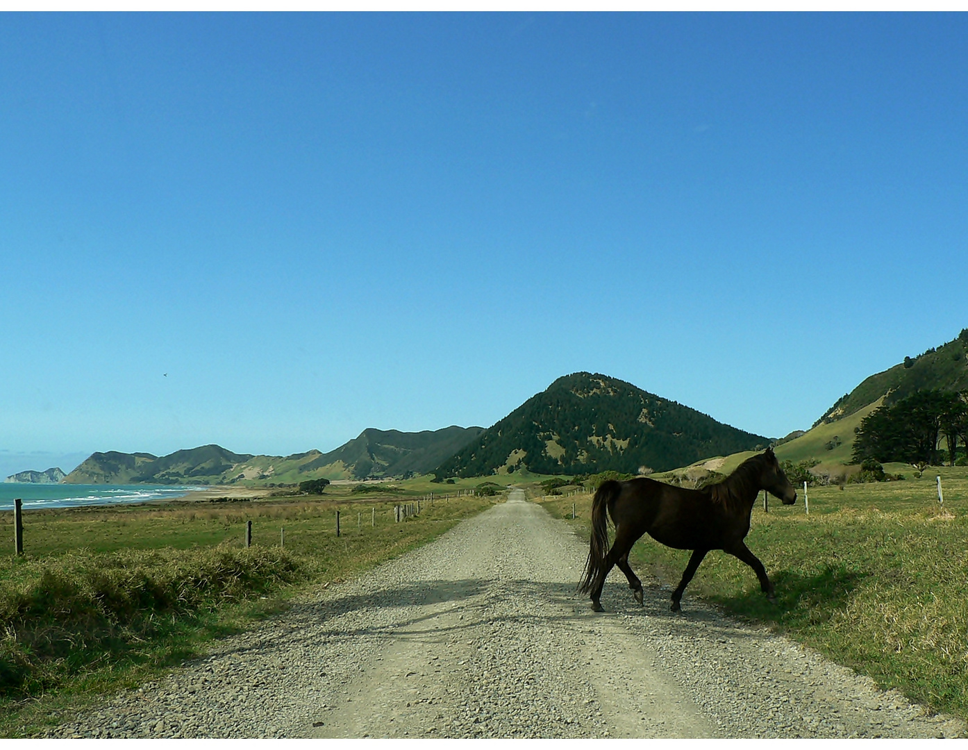 Horse Crossing