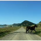 Horse Crossing