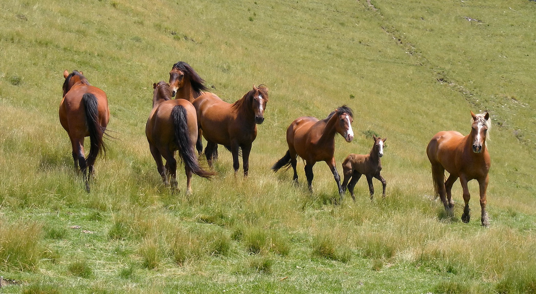 Horse dance