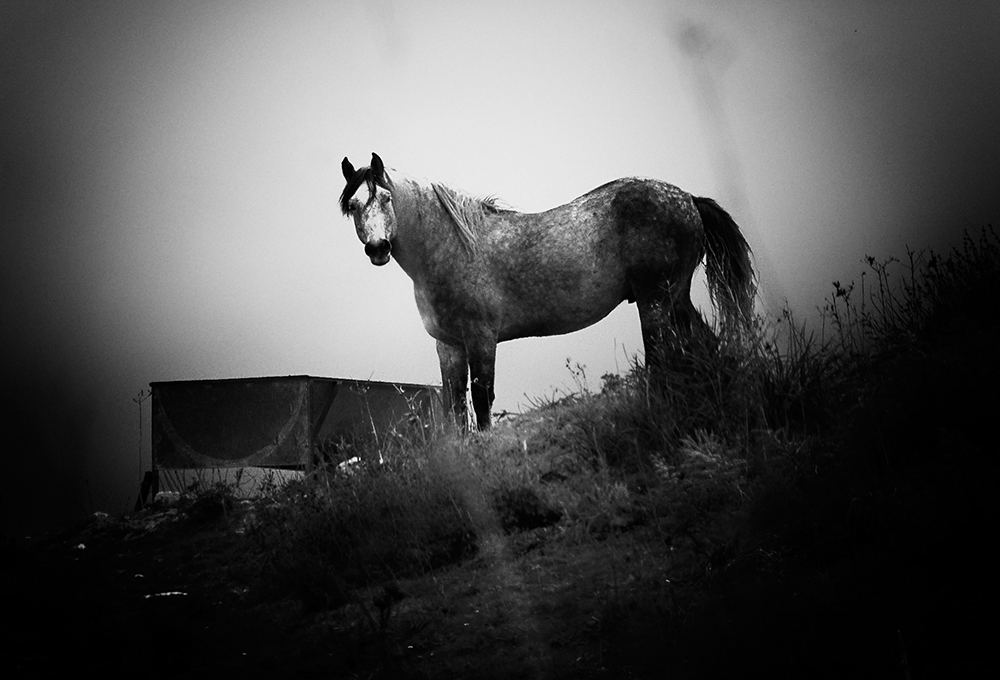 "Horse" di Francesco Torrisi