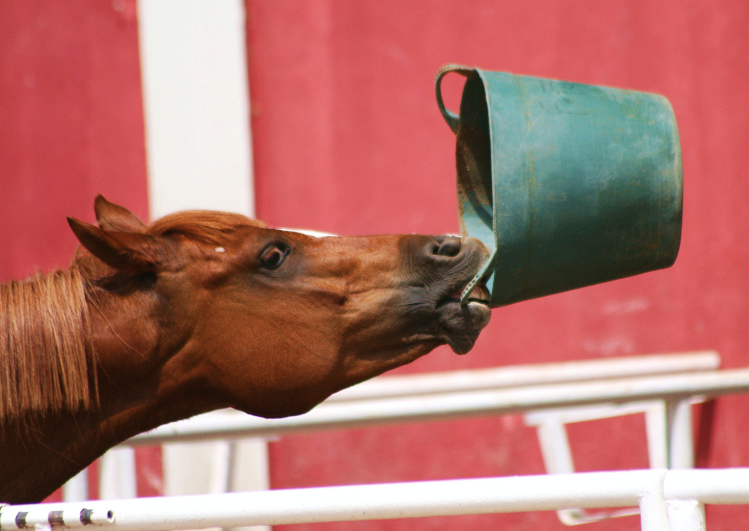 Horse Drinking