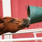 Horse Drinking