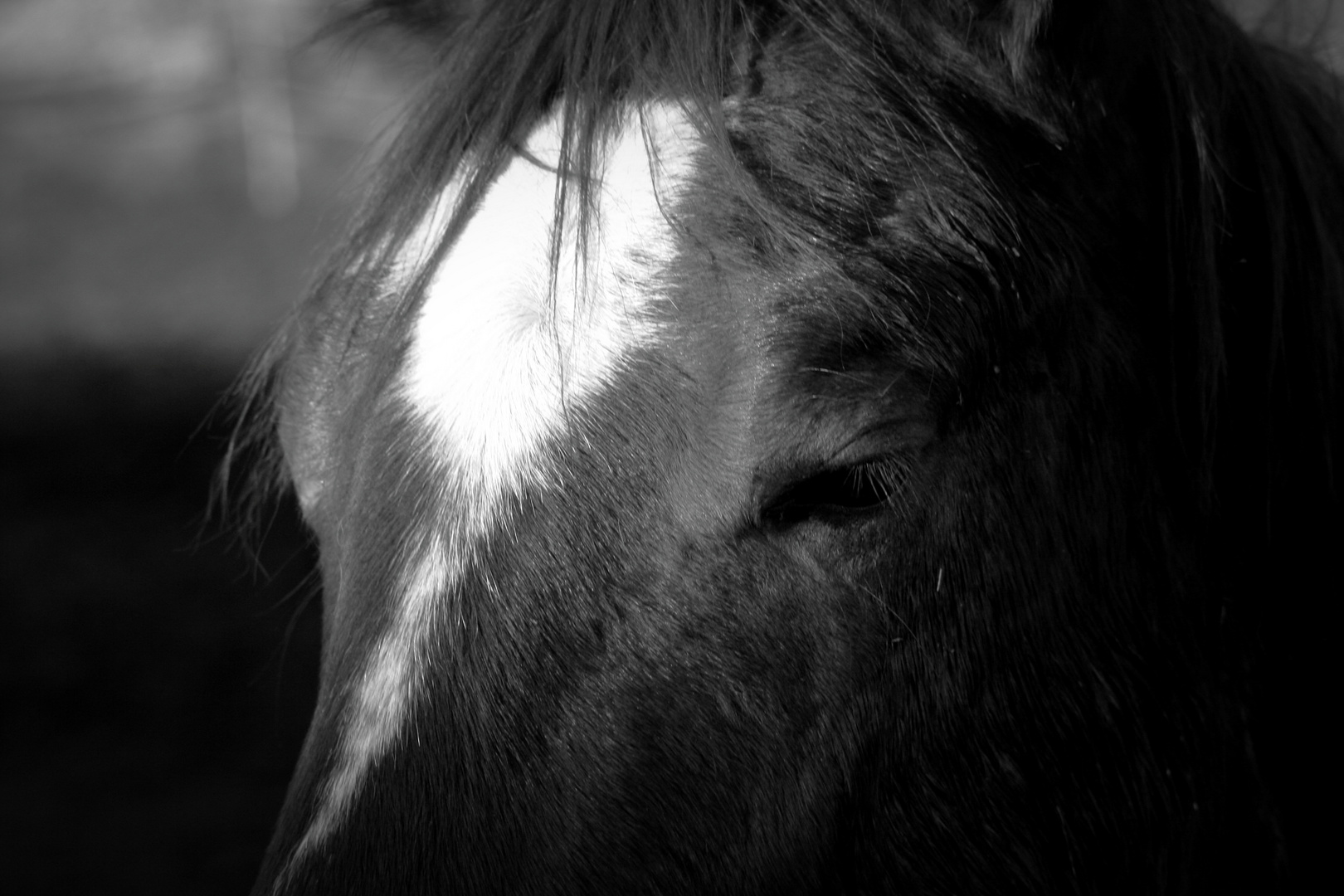 horse enjoys sun 3.0