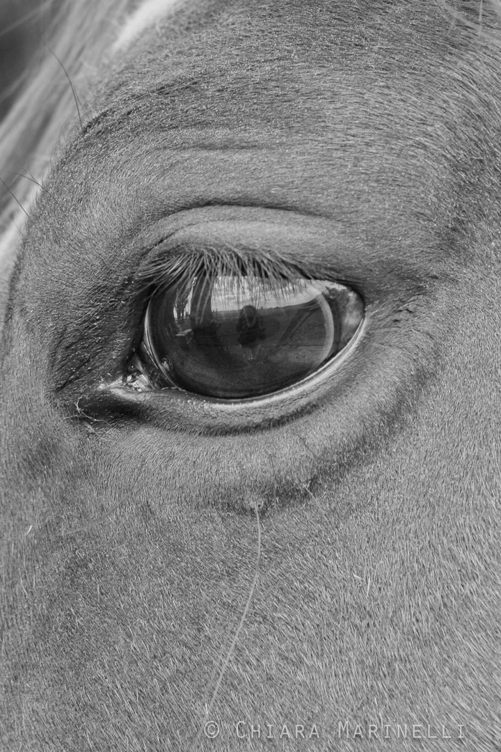 Horse eye