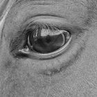 Horse eye