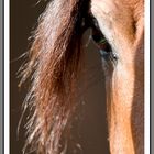 Horse Eye