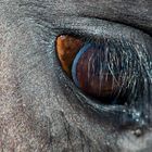 Horse Eye