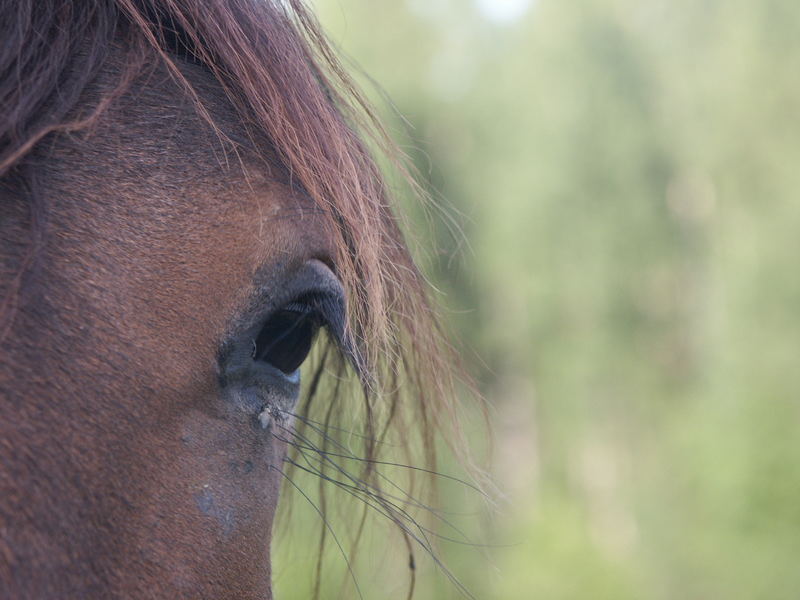 Horse eye