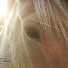 Horse Eye