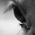 Horse eye