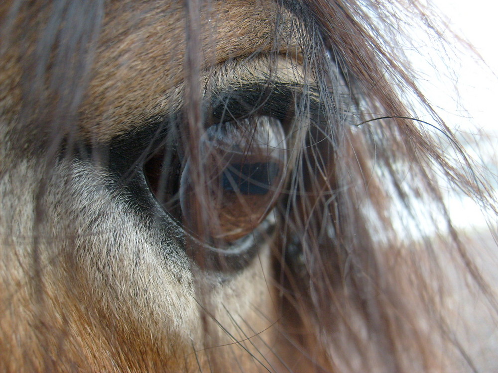 Horse eye