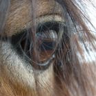 Horse eye