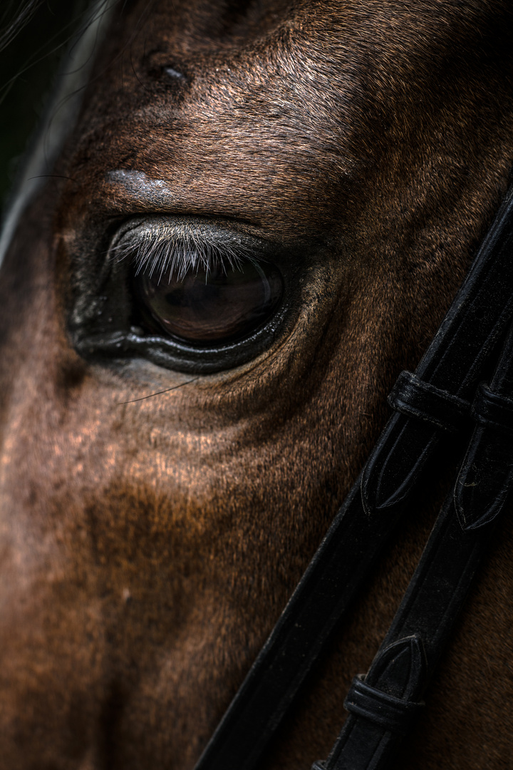 horse eye