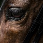 horse eye