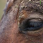 Horse Eye