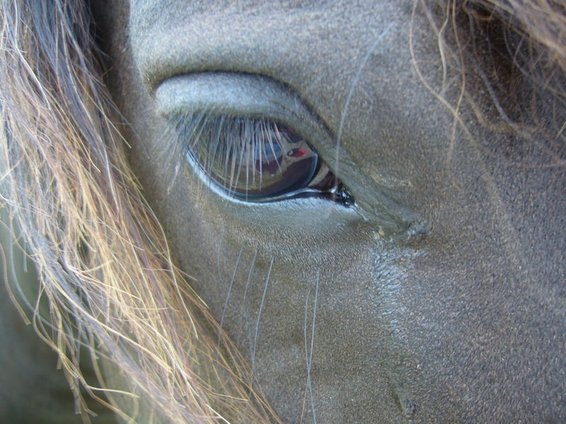 Horse eye