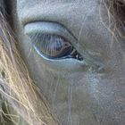 Horse eye