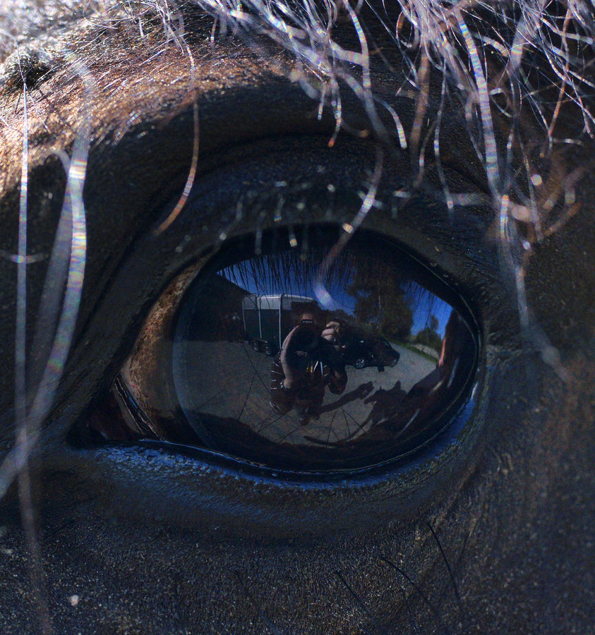 Horse Eye / Pferde Auge