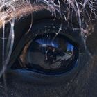 Horse Eye / Pferde Auge
