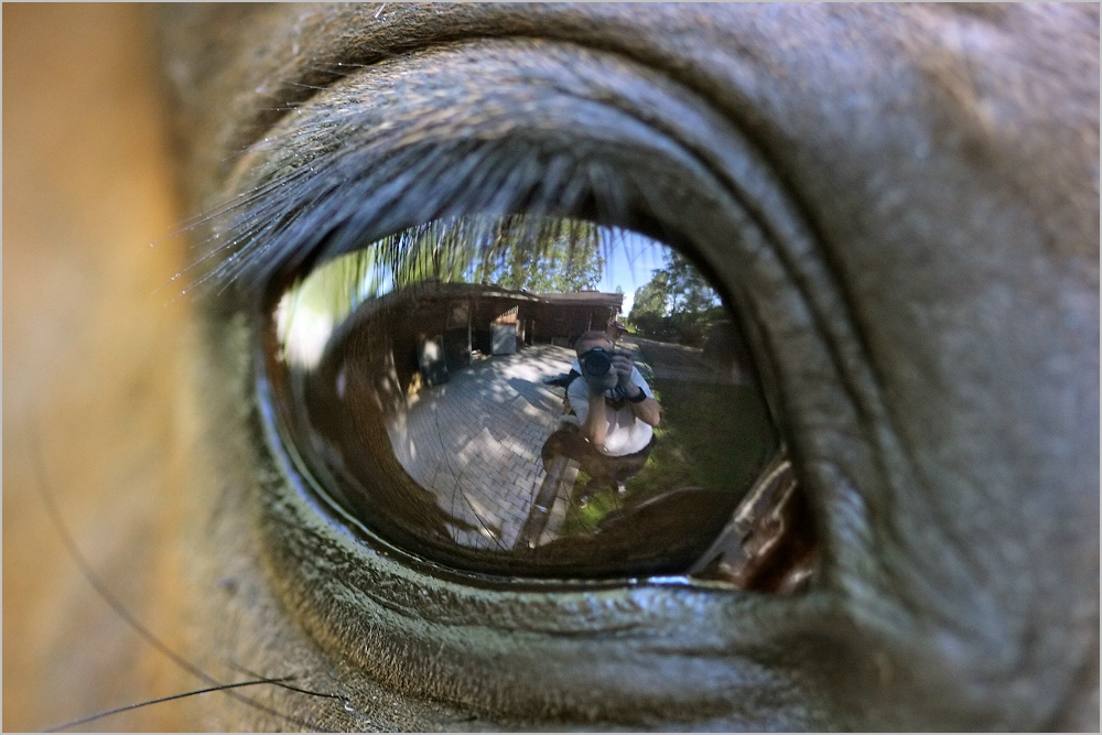 Horse eye "self"