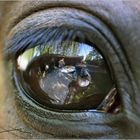Horse eye "self"