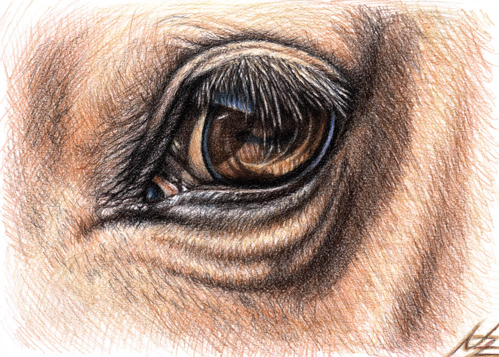 Horse Eye - Zeichnung eines Pferdeauges