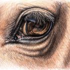 Horse Eye - Zeichnung eines Pferdeauges