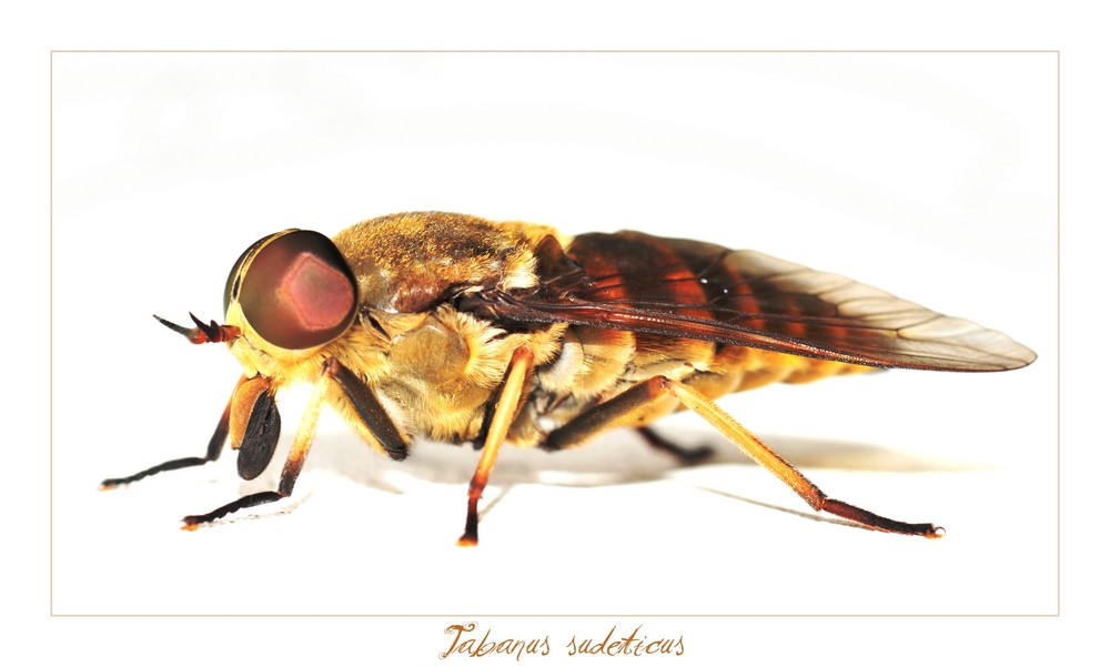 Horse Fly/Pferdebremse