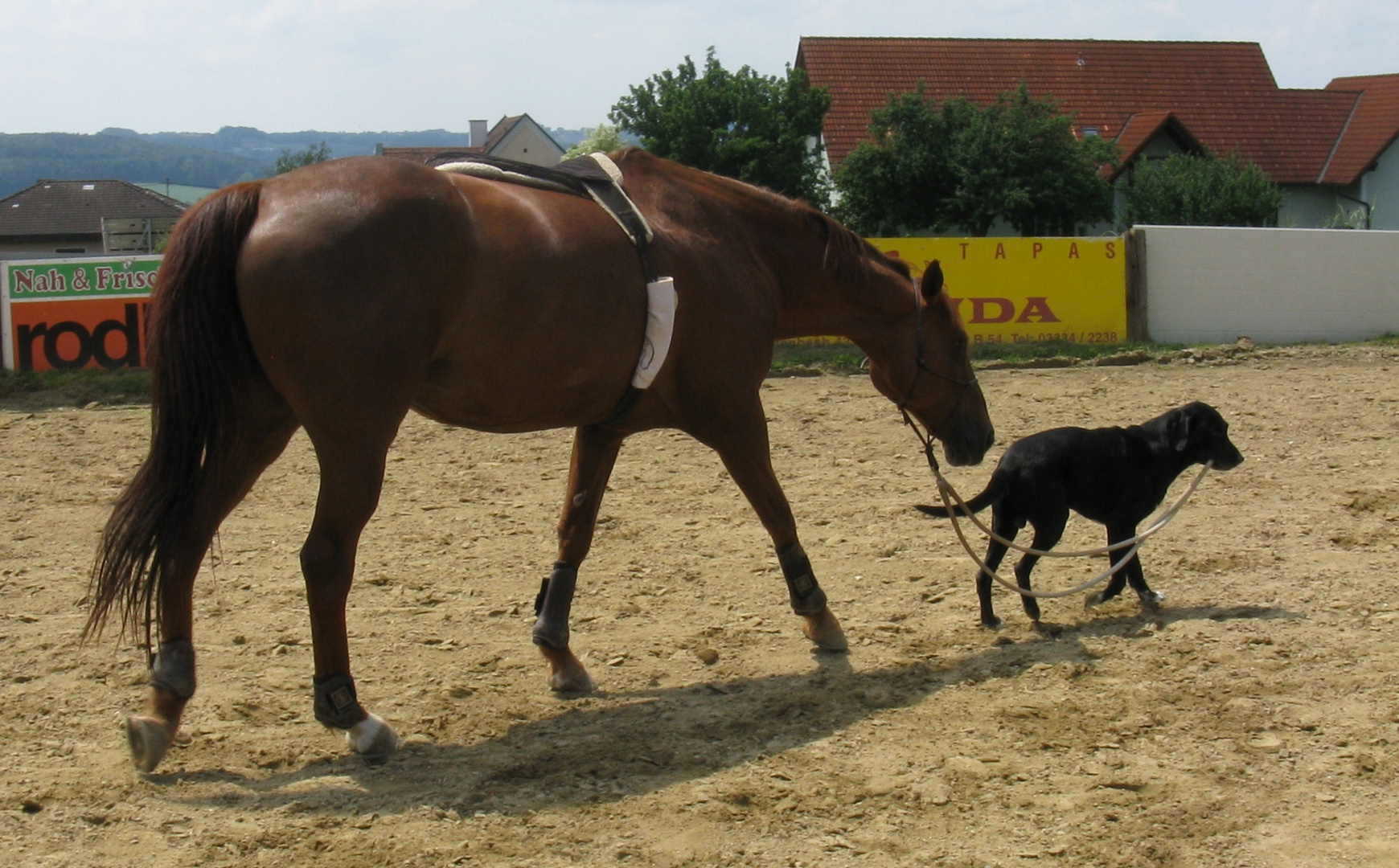 horse, follow closely