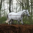 horse from Russia