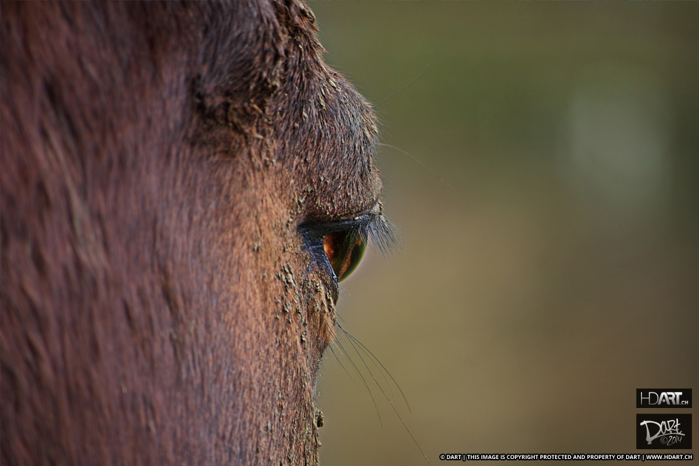 Horse Green Eye