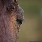 Horse Green Eye
