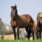 Horse group