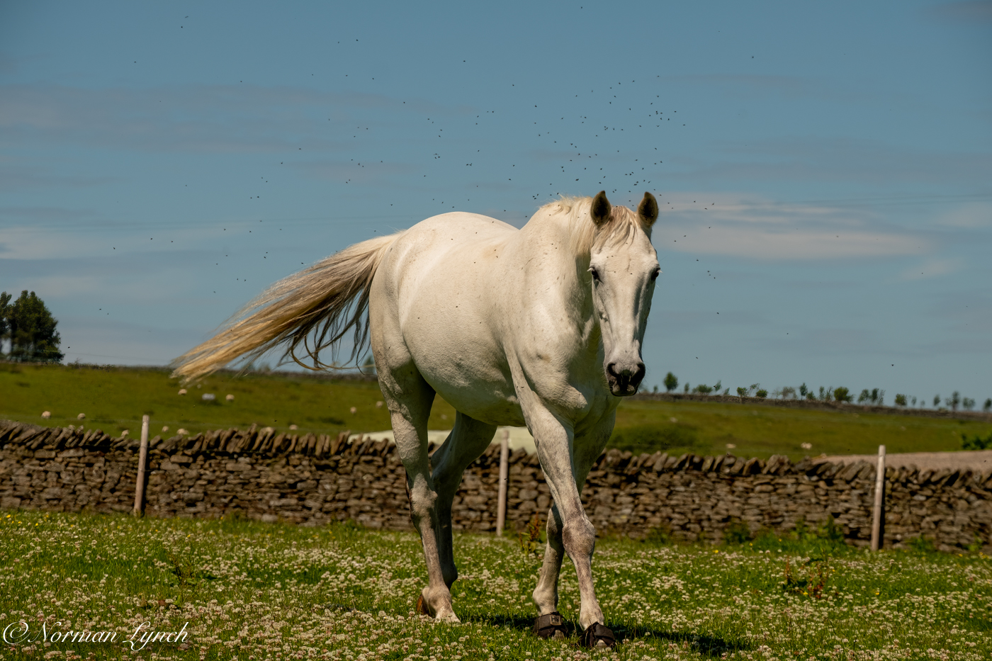 Horse harassed