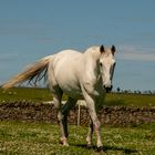 Horse harassed