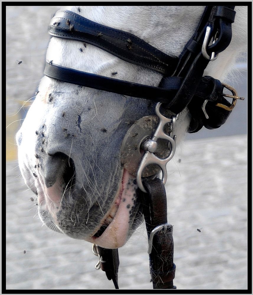 horse in cordoba