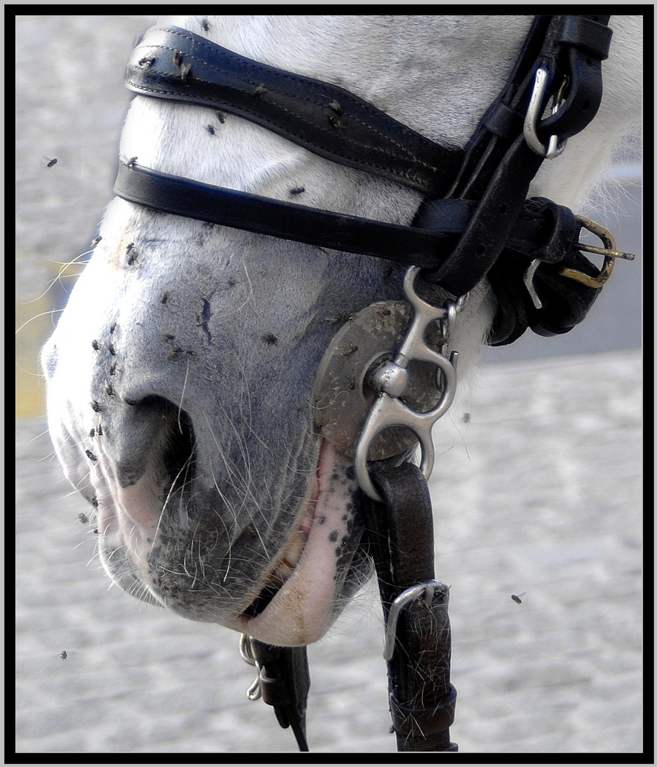 horse in cordoba